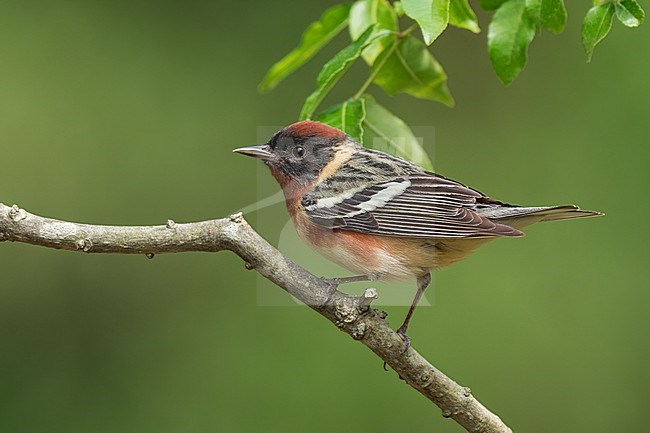 Adult male
Galveston Co., TX
April 2022 stock-image by Agami/Brian E Small,