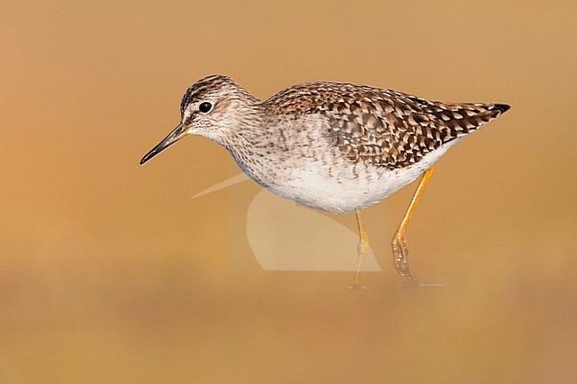 Wood Sandpiper (Tringa glareola), side view of an adult standing in the water, Campania, Italy stock-image by Agami/Saverio Gatto,