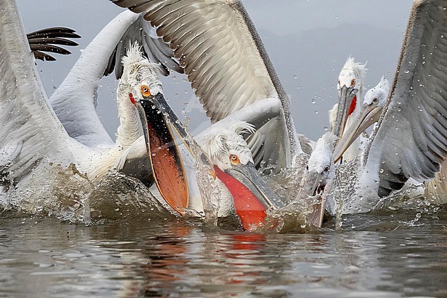 Dalmatian Pelican (Pelecanus crispus) feeding on fish on lake Kerkini in Greece. stock-image by Agami/Marcel Burkhardt,