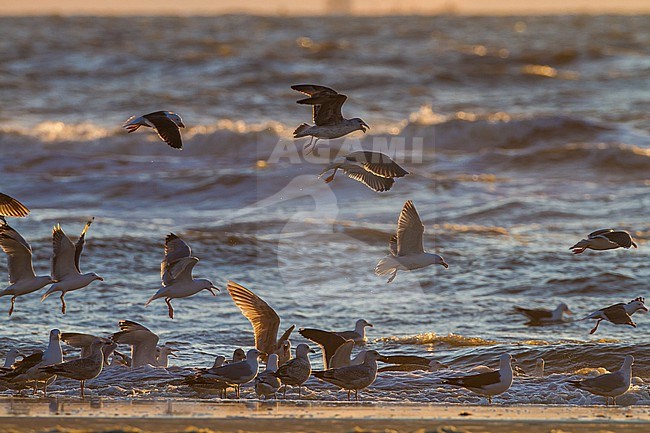 Herring Gull, Larus argentatus and Lesser Black-backed Gull, Larus fuscus foraging in the surf for shellfish stock-image by Agami/Menno van Duijn,