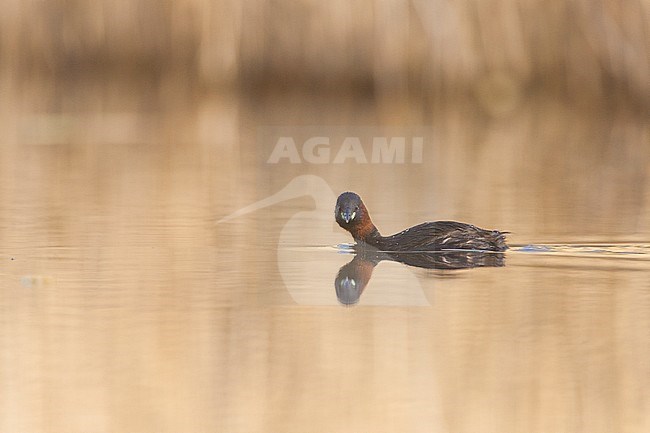 Zwemmende volwassen Dodaars; Little Grebe adult swimming stock-image by Agami/Menno van Duijn,