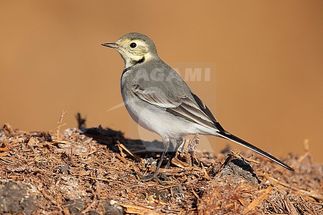 White Wagtail (Motacilla alba), first winter juvenile standing on manure, Campania, Italy stock-image by Agami/Saverio Gatto,