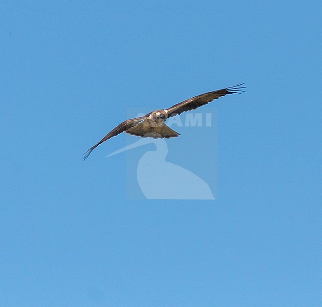 Booted Eagle - Zwergadler - Hieraaetus pennatus, Spain, adult, light morph stock-image by Agami/Ralph Martin,