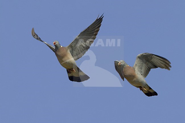 Houtduif vliegend; Common Wood Pigeon flying stock-image by Agami/Daniele Occhiato,