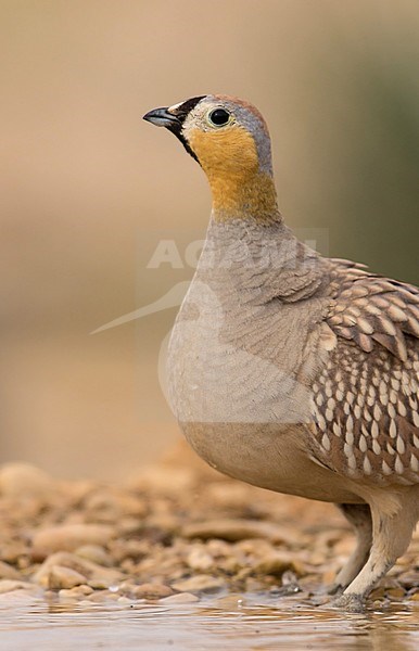 Male Crowned Sandgrouse (Pterocles coronatus) at drinking pool in southern Negev desert of Israel during spring migration. stock-image by Agami/Dubi Shapiro,