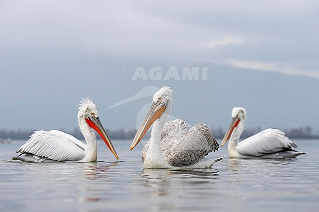 Dalmatian Pelican (Pelecanus crispus) in breeding plumage sitting on the water of lake Kerkini in Greece. together with immatur bird. stock-image by Agami/Marcel Burkhardt,