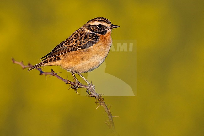 Whinchat (Saxicola rubetra) in Italy. stock-image by Agami/Daniele Occhiato,