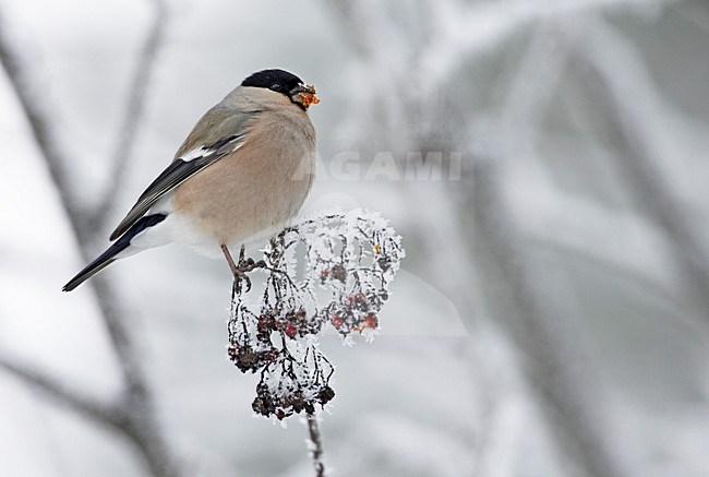Vrouwtje Goudvink in de winter; Female Eurasian Bullfinch in winter stock-image by Agami/Markus Varesvuo,