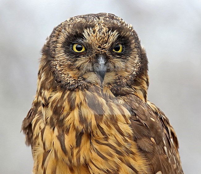 Galapagos Short-eared Owl (Asio flammeus galapagoensis) on the Galapagos islands, Ecuador. stock-image by Agami/Dani Lopez-Velasco,