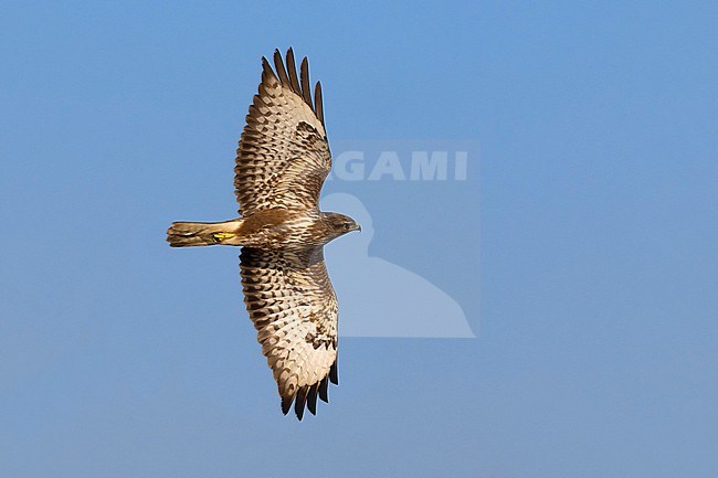 Common Buzzard, Buteo buteo buteo, in Italy. stock-image by Agami/Daniele Occhiato,