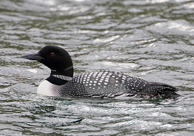 Great Northern Loon adult swimming; IJsduiker volwassen zwemmend stock-image by Agami/Markus Varesvuo,