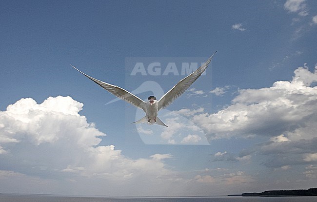 Arctic Tern adult in flight stock-image by Agami/Jari Peltomäki,