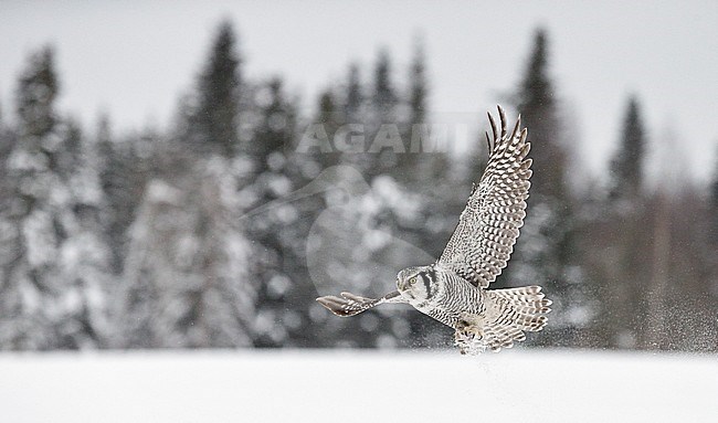 Hawk Owl (Surnia ulula) Kuusamo Finland February 2016 stock-image by Agami/Markus Varesvuo,