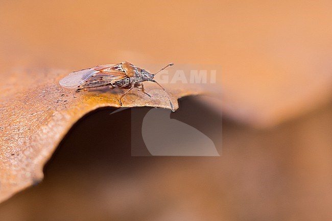 Kleidocerys resedae - Birch catkin bug - Birkenwanze, Germany (Baden-Württemberg), imago stock-image by Agami/Ralph Martin,