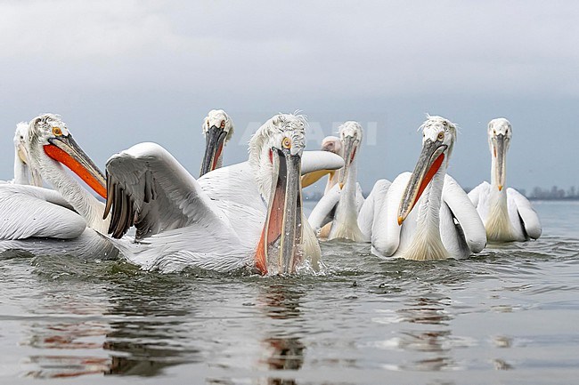 Dalmatian Pelican (Pelecanus crispus) feeding on fish on lake Kerkini in Greece. stock-image by Agami/Marcel Burkhardt,