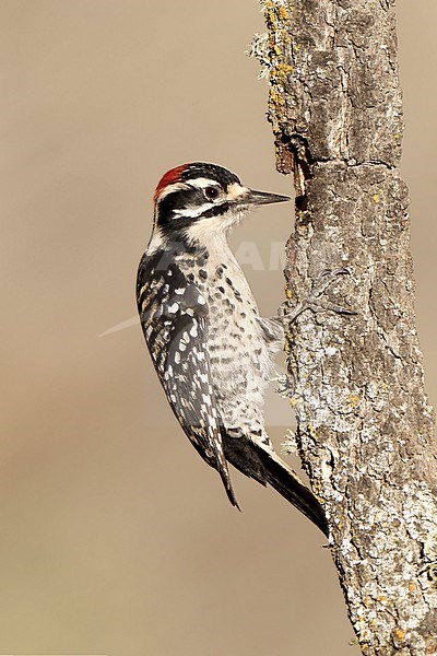 Adult male
Santa Barbara Co., CA
November 2021 stock-image by Agami/Brian E Small,