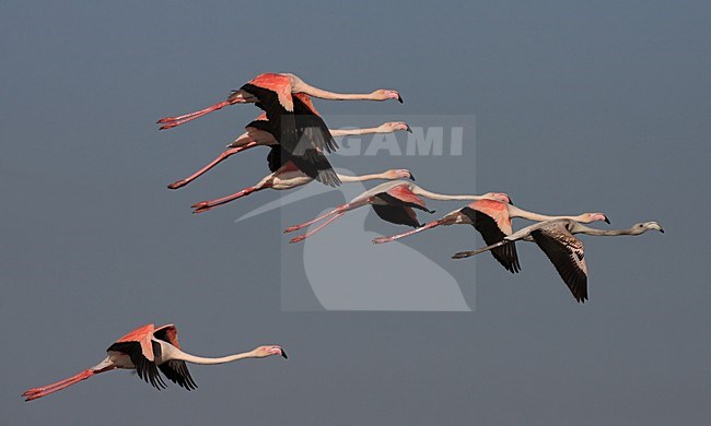 Flamingo\'s in de vlucht; Greater Flamingos in flight stock-image by Agami/Jacques van der Neut,
