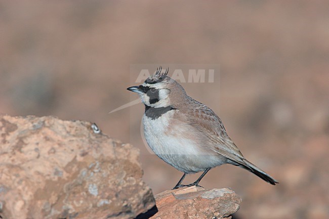 Temmincks Strandleeuwerik zittend op steen in Tagdilt Track Marokko.Temminck's Lark sitting on stone near Tagdilt Track stock-image by Agami/Ran Schols,