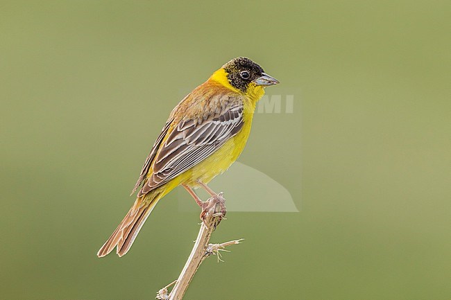 Male Black-headed Bunting perched on a branch in SE Turkey stock-image by Agami/Vincent Legrand,