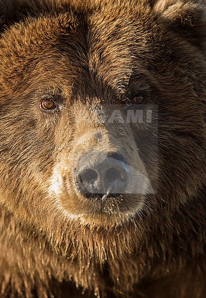 Wild Grizzly Bear (Ursus arctos) in North America. stock-image by Agami/Danny Green,