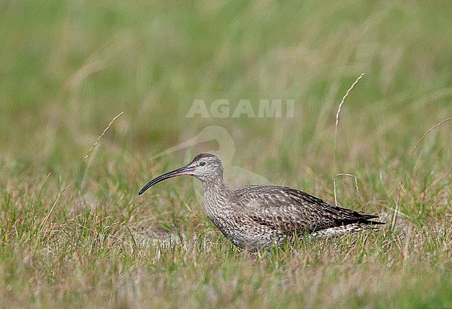 Worn adult Eurasian Whimbrel (Numenius phaeopus) in autumn plumage standing in a green meadow in Friesland in the Netherlands. stock-image by Agami/Marc Guyt,