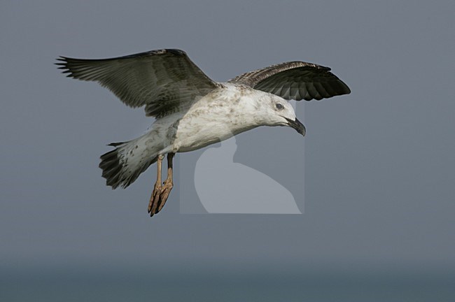 Yellow-legged Gull flying; Geelpootmeeuw vliegend stock-image by Agami/Daniele Occhiato,