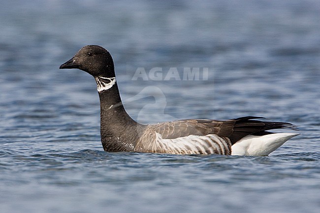 Zwarte Rotgans, Black Brant, Branta nigricans stock-image by Agami/Glenn Bartley,