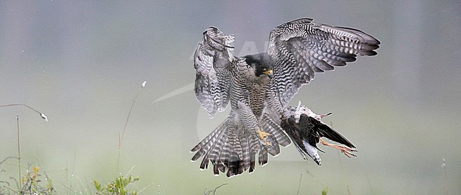 Peregrine (Falco peregrinus) and Ruff (Philomachus pugnax) Vaala Finland June 2016 stock-image by Agami/Markus Varesvuo,