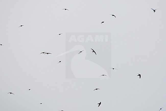 Gierzwaluw in de vlucht; Common Swift in flight stock-image by Agami/Ran Schols,