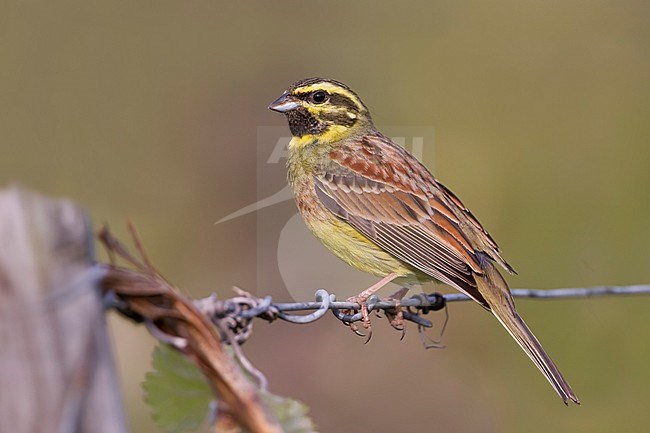 Adult male Cirl Bunting (Emberiza cirlus) in Germany. Sitting on wire from a fence. stock-image by Agami/Ralph Martin,