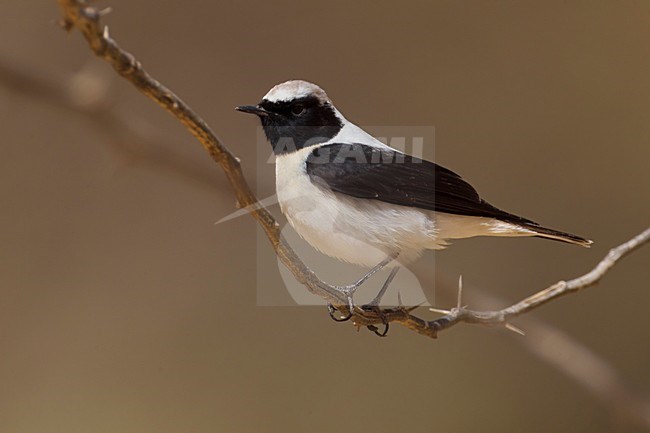 Oostelijke Blonde Tapuit volwassen man; Eastern Black-eared Wheatear volwassen male stock-image by Agami/Daniele Occhiato,