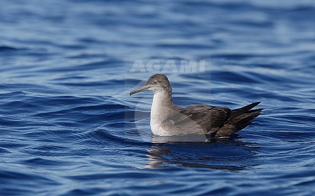 Balearic Shearwater (Puffinus mauretanicus) swimming during Fuseta pelagic, Algarve, Portugal stock-image by Agami/Helge Sorensen,