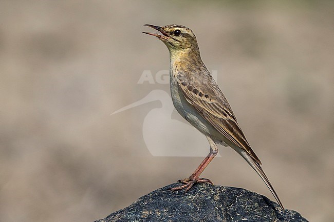 Duinpieper; Tawny Pipit; Anthus campestris stock-image by Agami/Daniele Occhiato,