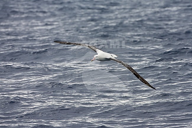 Tristan-Albatros in vlucht; Tristan Albatros in flight stock-image by Agami/Marc Guyt,