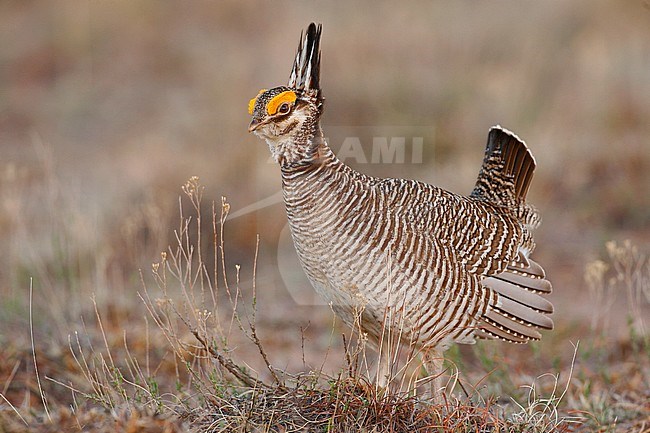 Adult male
Roosevelt Co., NM
April 2006 stock-image by Agami/Brian E Small,