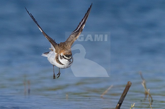 Kentish Plover (Charadrius alexandrinus), adult male in flight stock-image by Agami/Saverio Gatto,