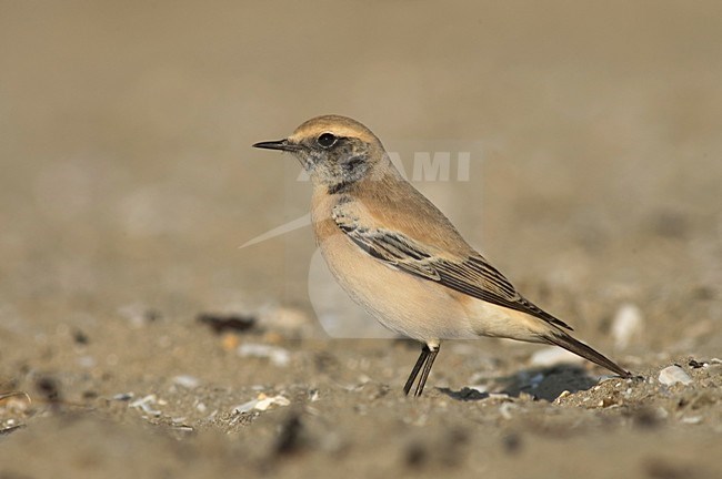 Desert Wheatear on beach of IJmuiden, Netherlands ; Woestijntapuit op het strand van IJmuiden stock-image by Agami/Marc Guyt,