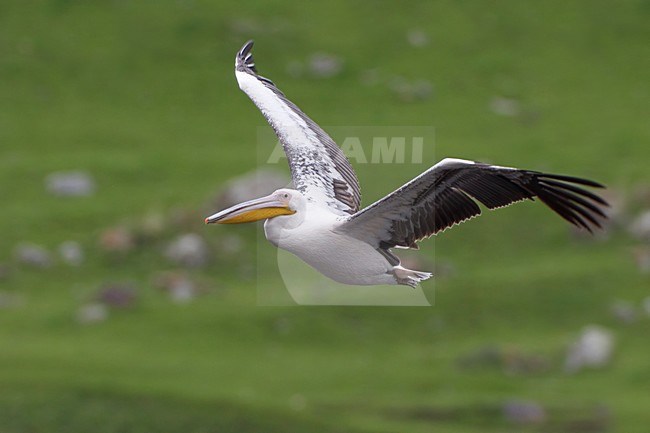 Volwassen Roze Pelikaan in vlucht, Adult Great White Pelican in flight stock-image by Agami/Daniele Occhiato,