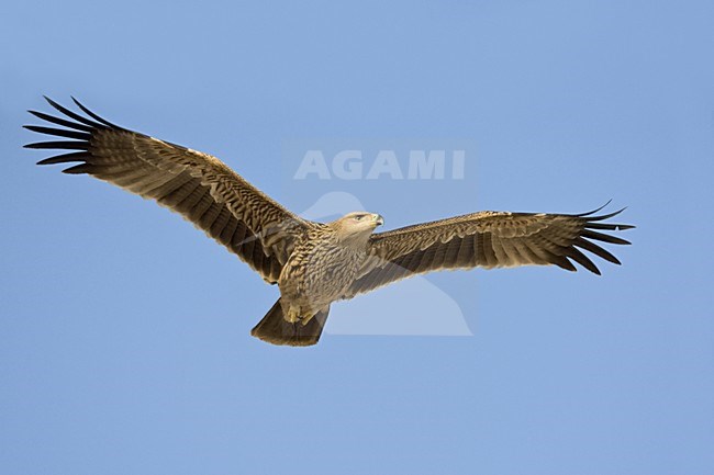 Keizerarend in vlucht; Asian Imperial Eagle in flight stock-image by Agami/Daniele Occhiato,