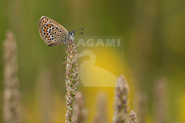 Heideblauwtje / Silver-studded Blue (Plebejus argus) stock-image by Agami/Wil Leurs,