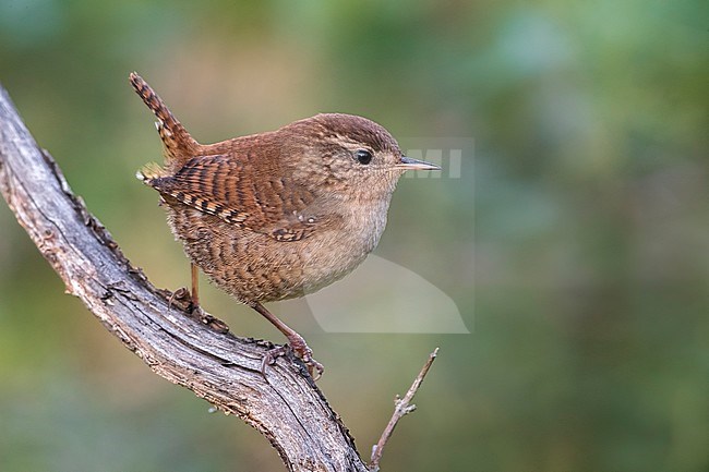 Winterkoning; Eurasian Wren stock-image by Agami/Daniele Occhiato,