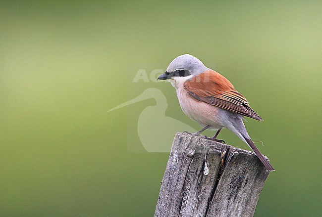 Male Red-backed Shrike (Lanius collurio) in Bulgaria. stock-image by Agami/Harvey van Diek,