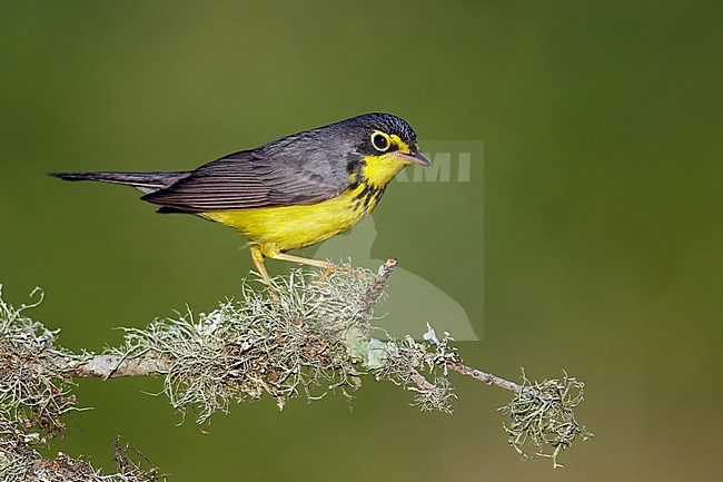 Adult male
Galveston Co., TX
April 2014 stock-image by Agami/Brian E Small,