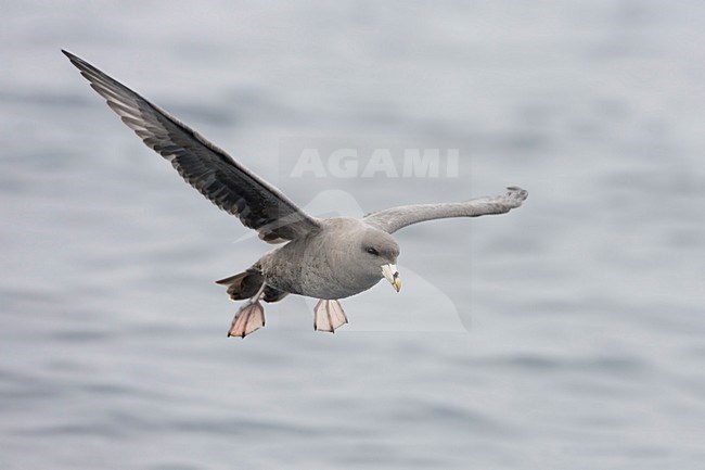 Pacifische Stormvogel in vlucht; Pacific Norhtern Fulmar in flight stock-image by Agami/Martijn Verdoes,