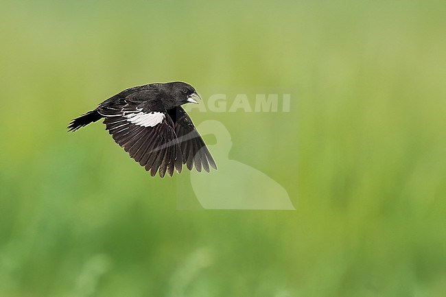 Adult male breeding
Weld Co., CO
June 2023 stock-image by Agami/Brian E Small,