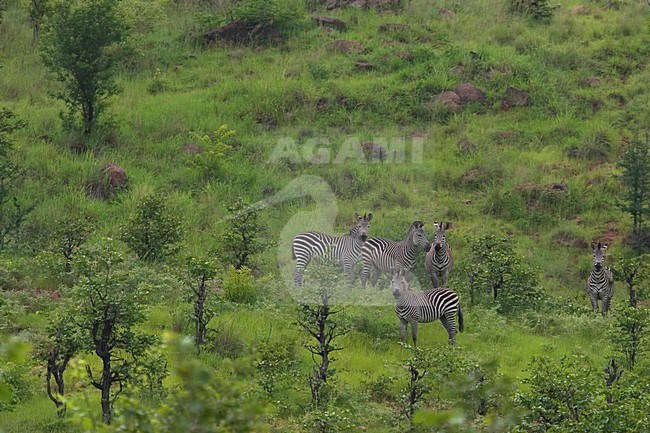 Clearly the green season! stock-image by Agami/Bas Haasnoot,