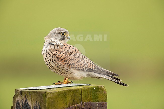 Torenvalk; Common Kestrel; stock-image by Agami/Walter Soestbergen,