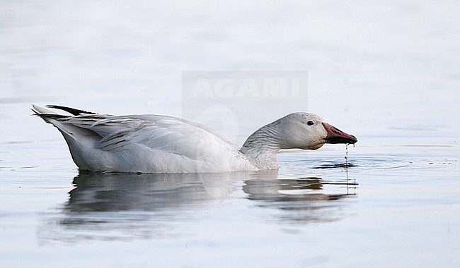 Greater Snow Goose, Chen caerulescens atlanticus (2cy), Gentofte, Denmark stock-image by Agami/Helge Sorensen,