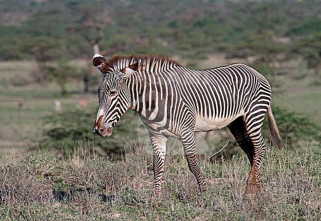 Grévy's zebra (Equus grevyi) stock-image by Agami/Pete Morris,