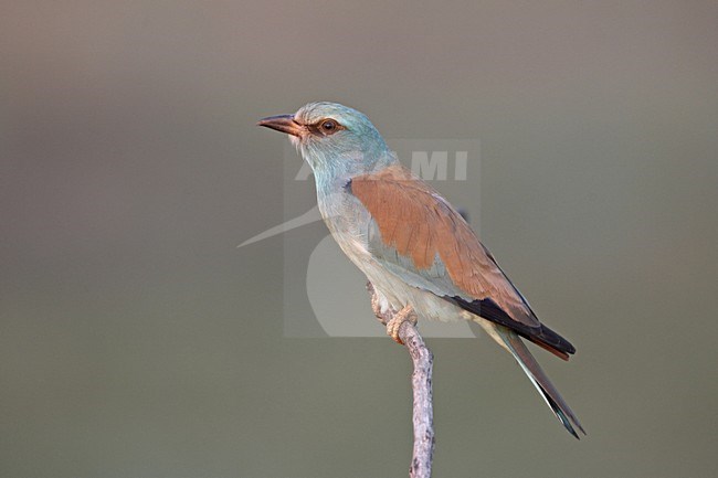 Scharrelaar zittend op tak; European Roller perched on branch stock-image by Agami/Jari Peltomäki,